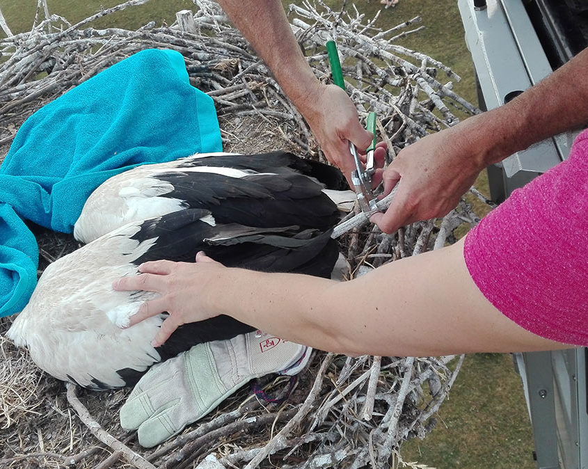 Storchenkinder werden durch den NABU Voerde beringt